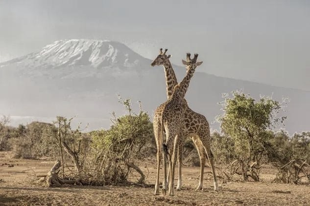 Kenia: safari i plaże – jak zaplanować wyjazd bez kompromisów?