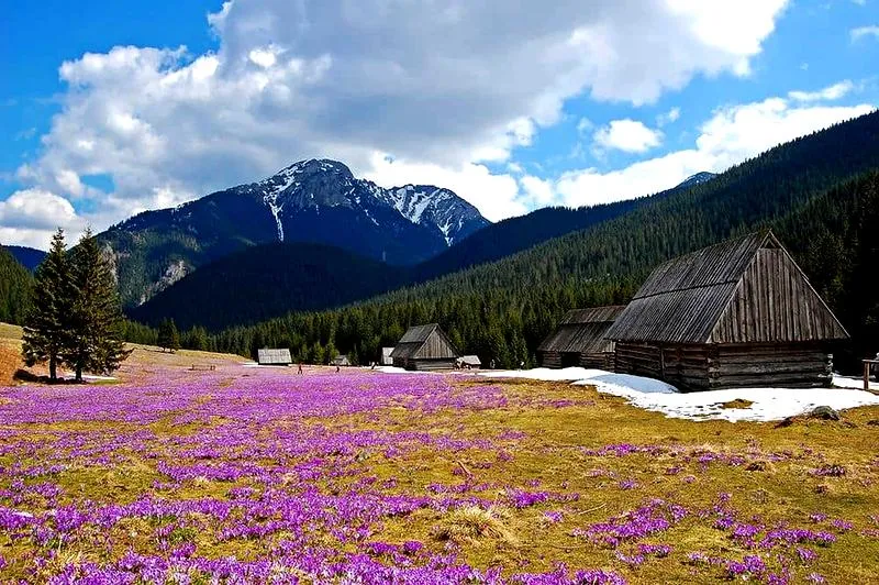 Krokusy w górach