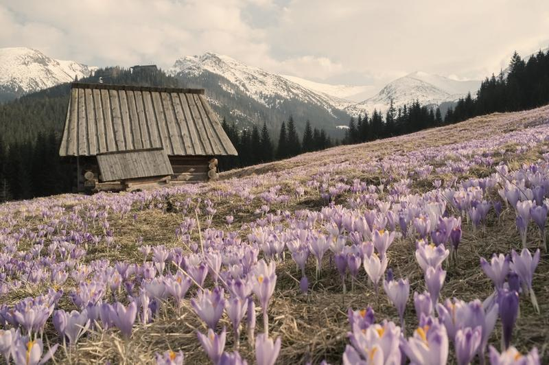 Polana Kalatówki