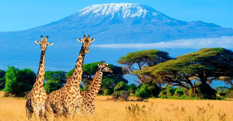 Safari w Kenii