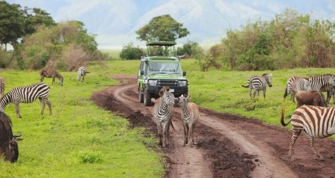 Safari w Tanzanii