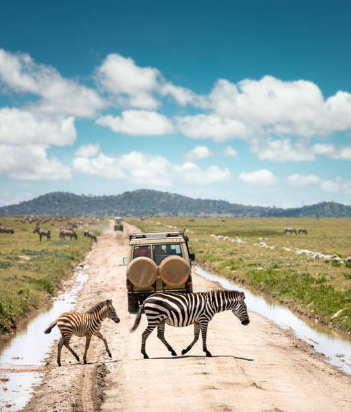 Zanzibar i safari